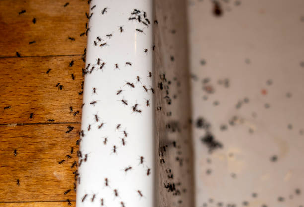 Best Emergency Pest Control  in Elwood, NY