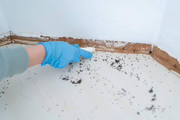 Best Termite Control Services  in Elwood, NY