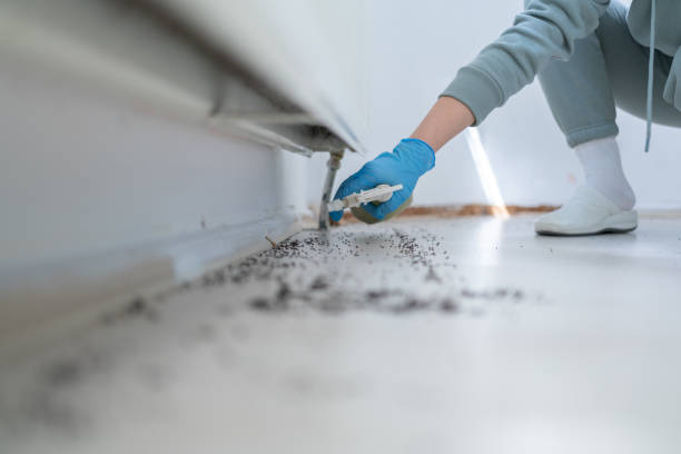 Best Wasp Removal Services  in Elwood, NY